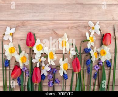 A vibrant spring flower arrangement featuring white daffodils, red tulips, purple hyacinths, and blue muscari grape hyacinths artistically placed on a Stock Photo