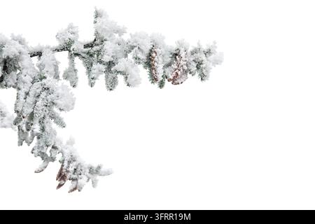 A close-up of a frosted fir branch with pine cones covered in hoarfrost on a clean white background. Minimalistic winter composition with copy space, Stock Photo