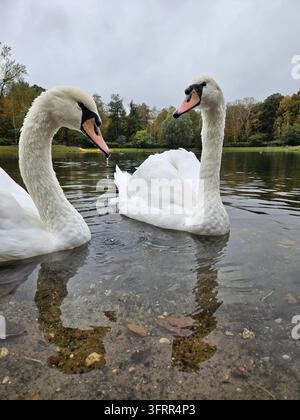 Two swans are swimming in a pond. One is on the left and the other is on the right Stock Photo