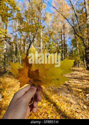 Person man holding a leaf in their hand. The leaf is yellow and has brown spots. The person is standing in a forest Stock Photo