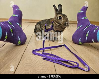 Rabbit is on a leash and is standing next to a persons purple dollar socks. The rabbit is wearing a harness Stock Photo