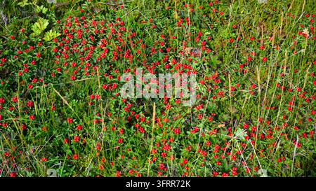 A close-up photograph showing a dense patch of wild green vegetation covered with numerous small, bright red berries. Tall blades of grass are intersp Stock Photo