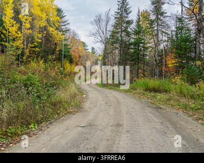 A winding dirt road through an autumn forest with yellow and green foliage under an overcast sky. Stock Photo