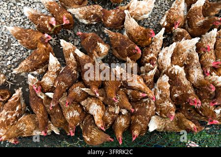 Free-range chickens foraging, Sylt, Schleswig-Holstein Stock Photo