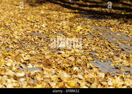Close up view of vibrant yellow and brown foliage covering a stone pavement walkway in Northern Europe during fall. Stock Photo