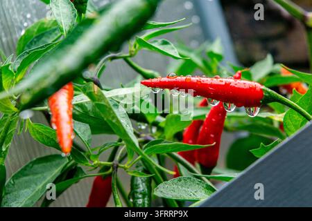Chillis growing at home in London after a shower of rain Stock Photo