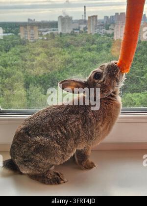 Rabbit is eating a carrot. The carrot is in the rabbit mouth. The rabbit is sitting on a window sill Stock Photo