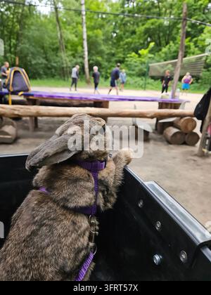 Rabbit is in a black box basket on a bicycle with a purple leash. The box is on a bench. There are people playing volleyball Stock Photo