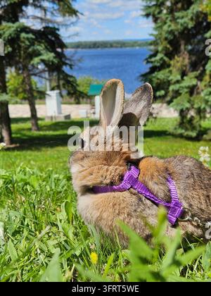 Rabbit is sitting in the grass with a purple collar. The rabbit is brown and white. The grass is green and the rabbit is looking at the camera and at river embankment Stock Photo