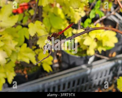 Dragonfly is sitting on a branch. The branch is green and the leaves are yellow. The dragonfly is red and black Stock Photo