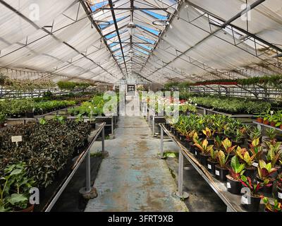 Greenhouse filled with plants and greenhouses. The plants are arranged in rows and are of various sizes Stock Photo