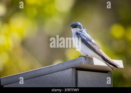 Side view profile of a single adult Tree swallow (Tachycineta bicolor) sitting on top of a gray wooden nest box during breeding season. Photographed i Stock Photo
