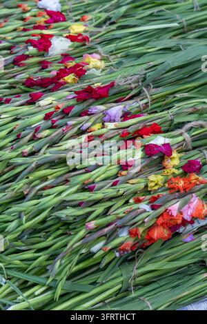 Overhead view of many green gladiolus stems tied in bundles and lying side by side with scattered red white and yellow flower buds at the flower marke Stock Photo