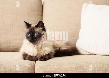 Pet companionship and domestic comfort, fluffy ragdoll cat with blue eyes resting on a beige sofa in a cozy home living room interior setting Stock Photo