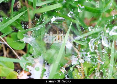 Extreme close up of an eight-legged spider inside its natural wet habitat after rain Stock Photo