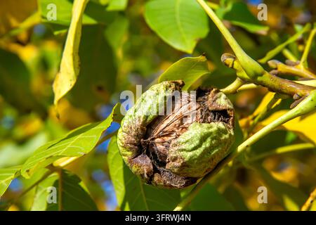 Close-up view of a ripe walnut in an open cracked green husk hanging on a tree branch among green leaves. Concept of autumn harvest, agriculture, orga Stock Photo