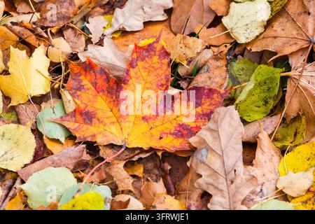 A vibrant orange-red maple leaf lies on a carpet of colorful fallen autumn leaves, offering rich textures, warm seasonal tones and detailed veins idea Stock Photo