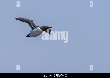 A common guillemot (Uria aalge) flying with wings outstretched against a pale blue sky, showing its dark brown head, slender pointed bill, white under Stock Photo