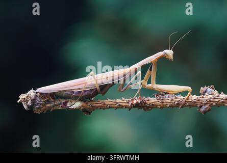 Close-Up of a Green Praying Mantis (Tenodera sinensis) on a Leaf – Macro Nature Photography with Shallow Depth of Field and Soft Natural Lighting. Stock Photo