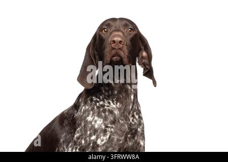 German shorthaired pointer dog looking at camera with intense inquisitive gaze, interested in what is happening, one ear flipped back, spotted brown c Stock Photo