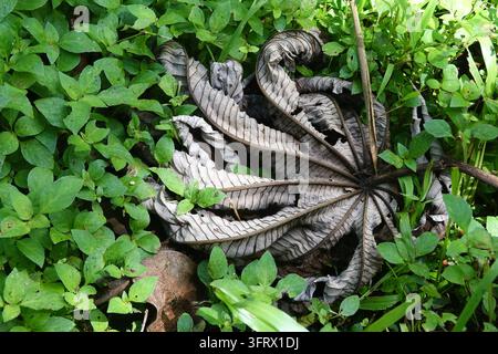 Large dry curled leaf of invasive Trumpet Tree, Cecropia obtusifolia, on the green lush forest floor in Hawaii Stock Photo