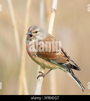 Common linnet, Linaria cannabina. A bird sings sitting on a reed stalk by the river Stock Photo