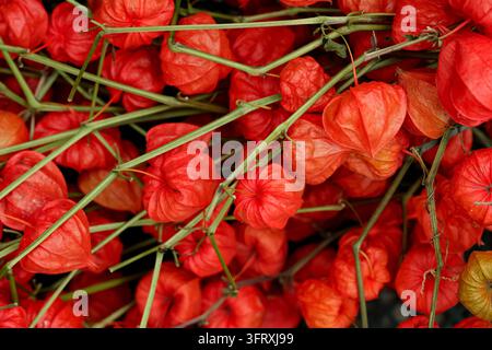 Physalis alkekengi - orange lanterns of physalis alkekengi. Stock Photo