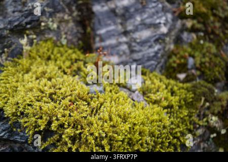 Close-up photo of moss growing on a rocky cliff face Stock Photo