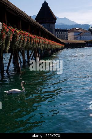 Two swans glide past the geranium draped Kapellbrücke as the Water Tower rises against Mount Pilatus Stock Photo