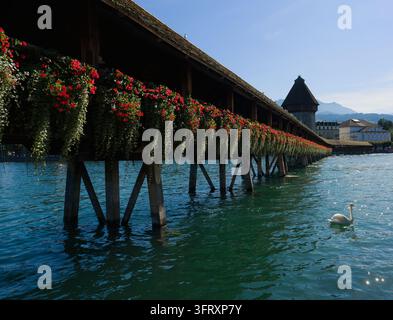 A swan glides beside the Kapellbrücke, draped in red geraniums Stock Photo