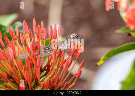 Male brown anole lizard displaying bright orange dewlap while resting on red ixora flower buds in Florida garden Stock Photo