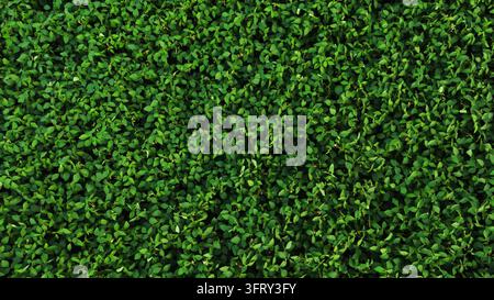 Lush green leaves forming a vibrant natural wall or textured background, symbolizing nature, growth, and organic life Stock Photo