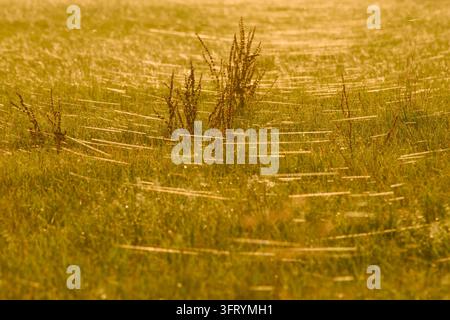 Backlit spider silk stretching across a meadow, catching warm golden sunlight around tall seed-bearing plants and creating luminous horizontal threads Stock Photo