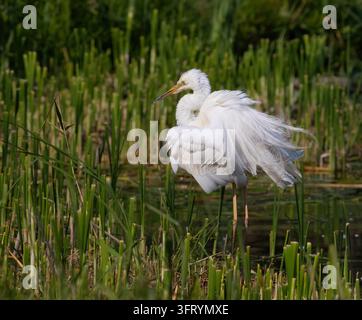 Great egret, Ardea alba. A bird stands on the riverbank, shaking its feathers. Stock Photo