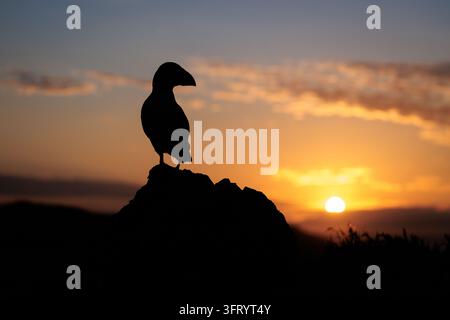 Adult Puffin (Fratercula arctica) silhouetted against a colourful sunrise sky. Skomer Island, Pembrokeshire, Wales, UK, June Stock Photo