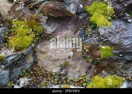 Green moss and lichen growing on wet rock surface in natural mountain habitat Stock Photo