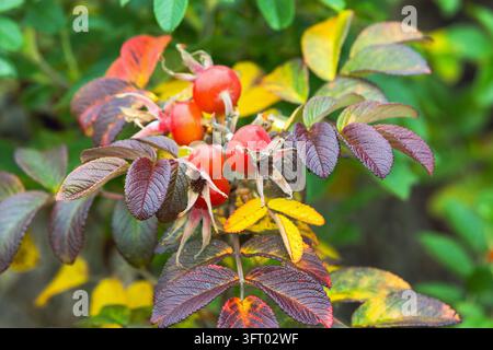 Red rosehips and vibrant autumn leaves decorate a wild rose bush in a garden, showcasing seasonal color, texture, and ripe berries among green foliage Stock Photo