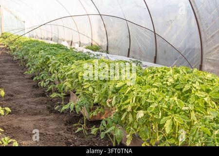 Rows of Tomato Seedlings Growing in Wooden Crates Inside a Plastic Greenhouse Stock Photo