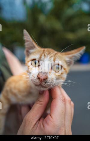 Orange and white kitten held gently by hand with curious eyes, Con Dao, Vietnam Stock Photo