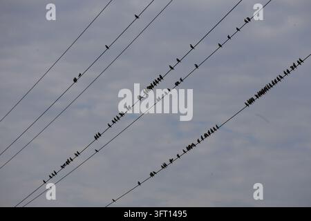 Several doves resting on high voltage power lines above an electrical transmission tower against a cloudy sky in a rural landscape. Stock Photo