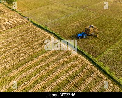 Aerial view of a blue tractor carrying a large load of harvested straw through a patterned rice field with two people standing on top of the hay in Mi Stock Photo