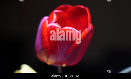Close-up macro photograph of a vivid red and orange tulip blossom in full bloom isolated against a dramatic dark background. Stock Photo