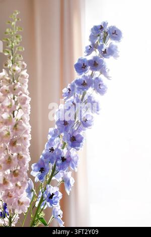 Clusters of delicate blue and pink delphinium flowers illuminated by soft natural light with blurred background enhancing floral beauty. Stock Photo