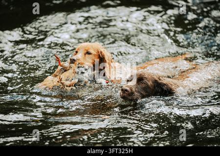 Two spaniel gundogs swimming side by side, one retrieving a partridge, on a driven shoot in the Scottish Borders, Scotland, UK Stock Photo