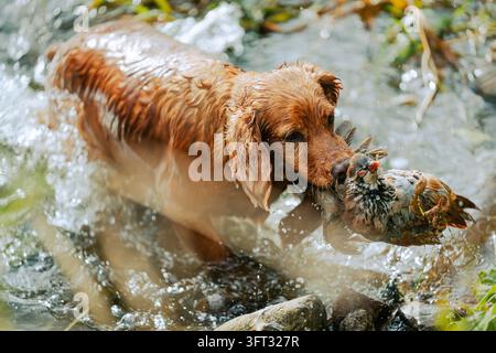 Spaniel gundog splashing through a rocky river while retrieving game on a driven shoot in the Scottish Borders, UK Stock Photo