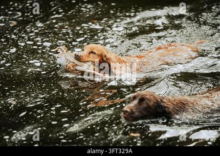 Spaniel gundog splashing through a rocky river while retrieving game on a driven shoot in the Scottish Borders, UK Stock Photo