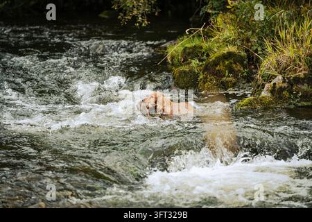 Spaniel gundog splashing through a rocky river while retrieving game on a driven shoot in the Scottish Borders, UK Stock Photo