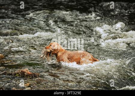 Spaniel gundog splashing through a rocky river while retrieving game on a driven shoot in the Scottish Borders, UK Stock Photo