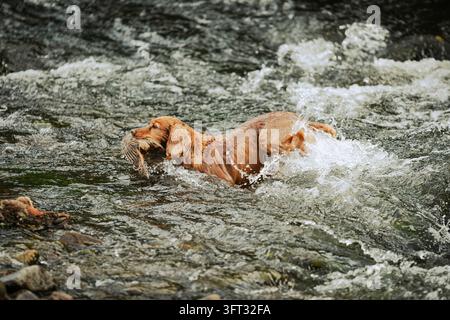 Spaniel gundog splashing through a rocky river while retrieving game on a driven shoot in the Scottish Borders, UK Stock Photo
