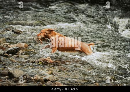 Spaniel gundog splashing through a rocky river while retrieving game on a driven shoot in the Scottish Borders, UK Stock Photo